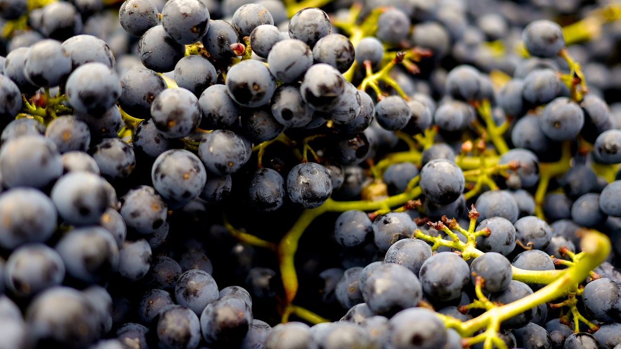 Pinot Nero