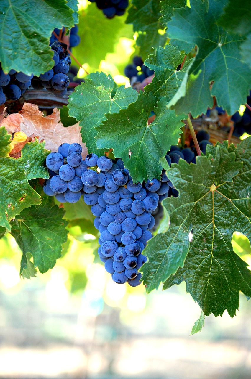 merlot