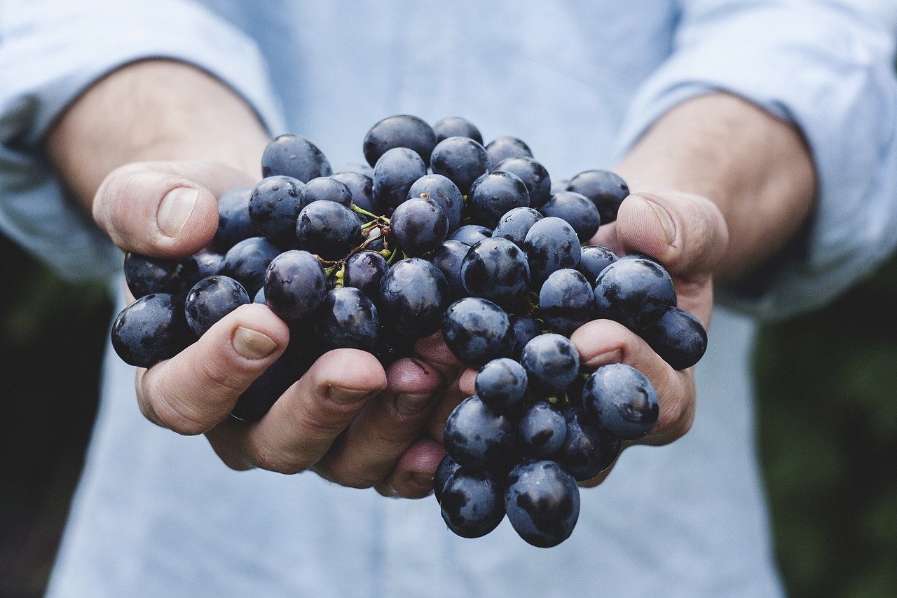 Agricoltura Biologica online - Calendario lunare imbottigliamento vino