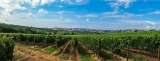 Cresce ancora l’export del vino italiano nel 2019